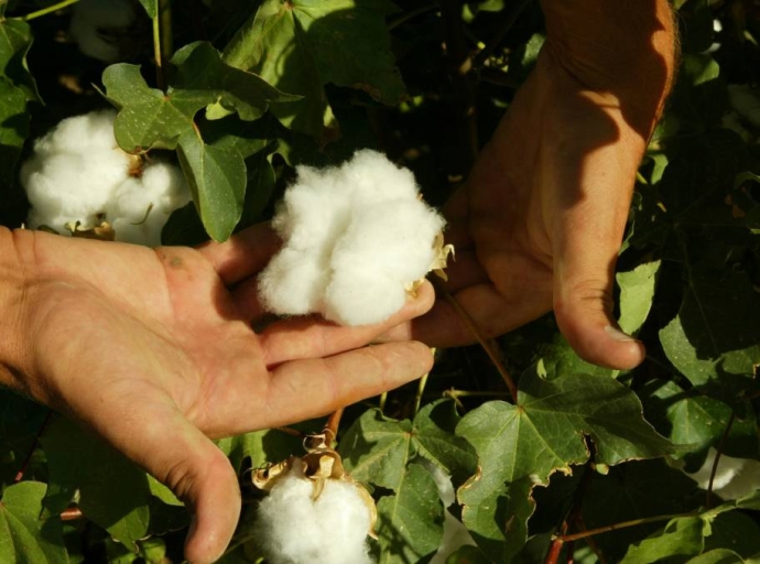 Declining Textile Demand Impacts Cotton Ecosystem